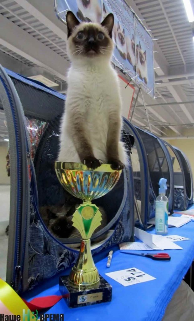 Кот Томми, судя по повадкам, тоже будет чемпионом.
