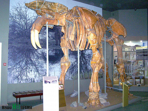 Азов, Азовский историко-археологический и палеонтологический музей-заповедник, экспонаты, можно трогать, динозавры, мамонты