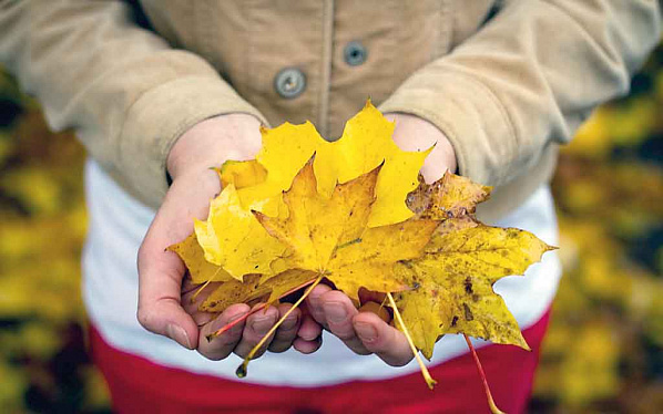 Собирать осенние листья может быть опасно для здоровья