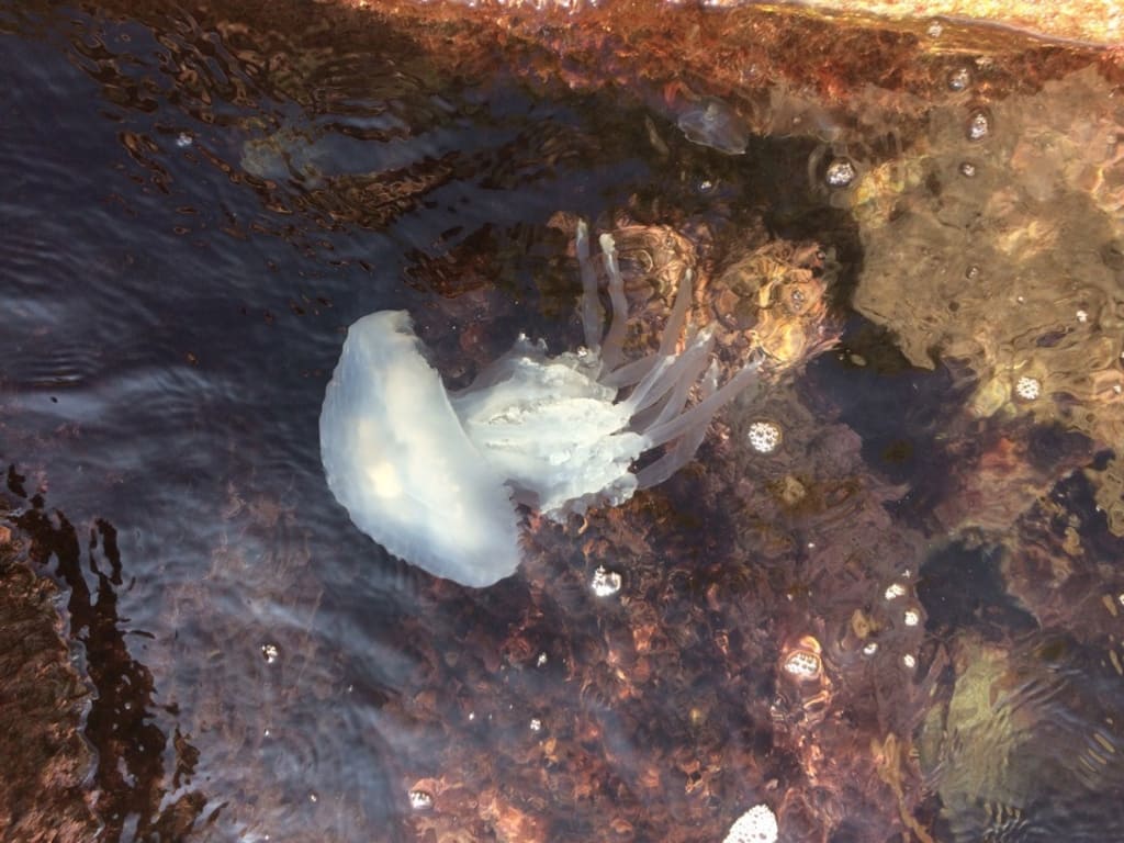 Медузы покидают Азовское море
