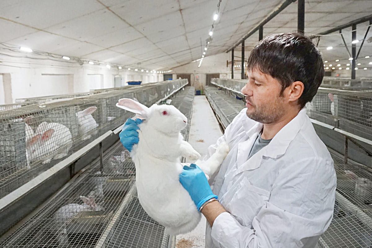 Как сделать клетки для кроликов своими руками — фото видео и чертежи крольчатников с размерами