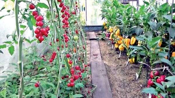 Можно ли в одной теплице выращивать помидоры и перцы?