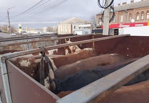 В Ростовскую область прибыло 66 голов крупного рогатого скота из Австрии