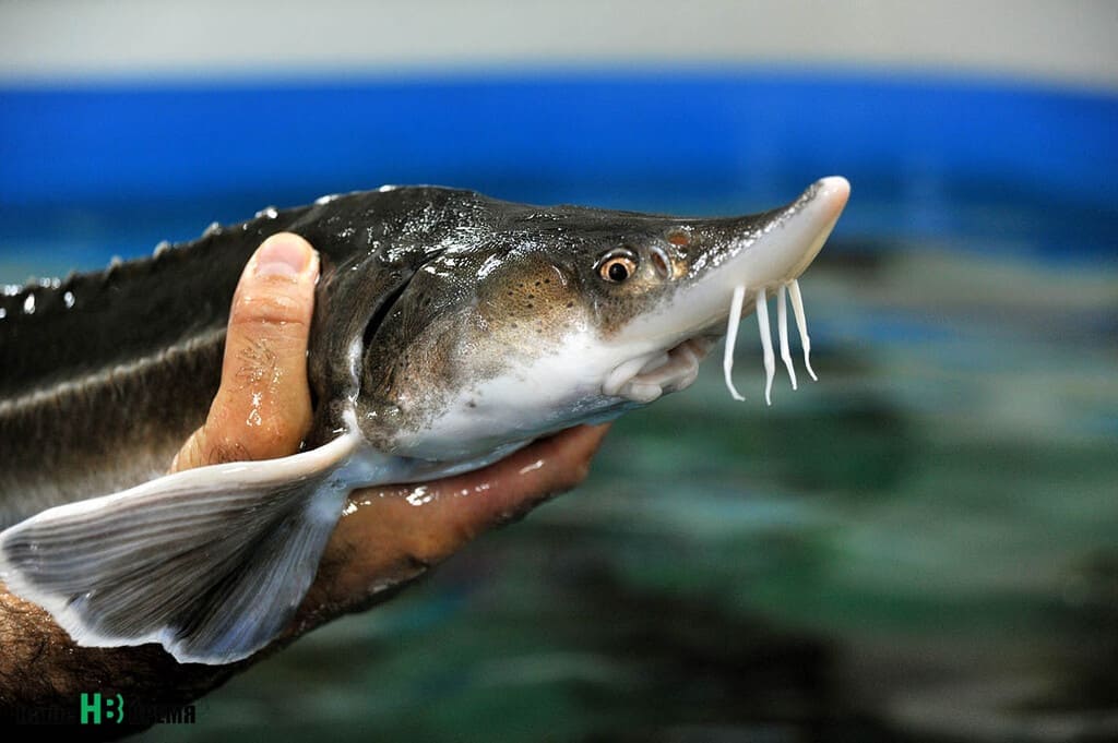 Ценные породы рыб. Царская рыба. Царская рыба Каспий. Царская рыба на Кубани.