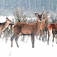 Совсем не трепетная лань