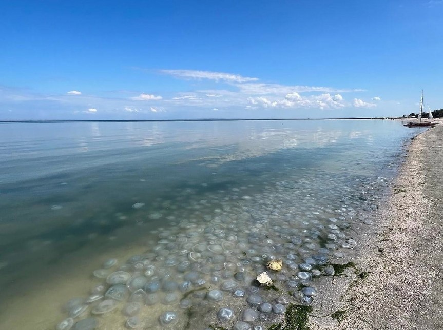 Медузы азовское море