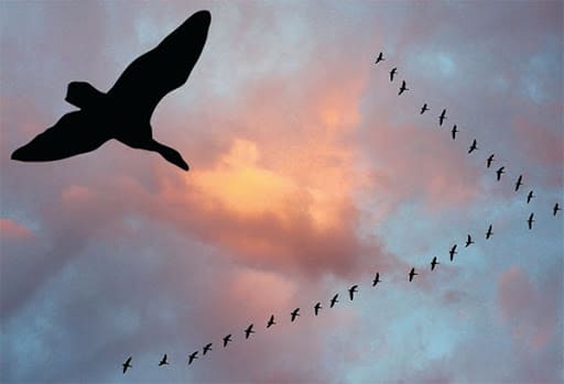 Нужна ли миграция птицам в условиях потепления?