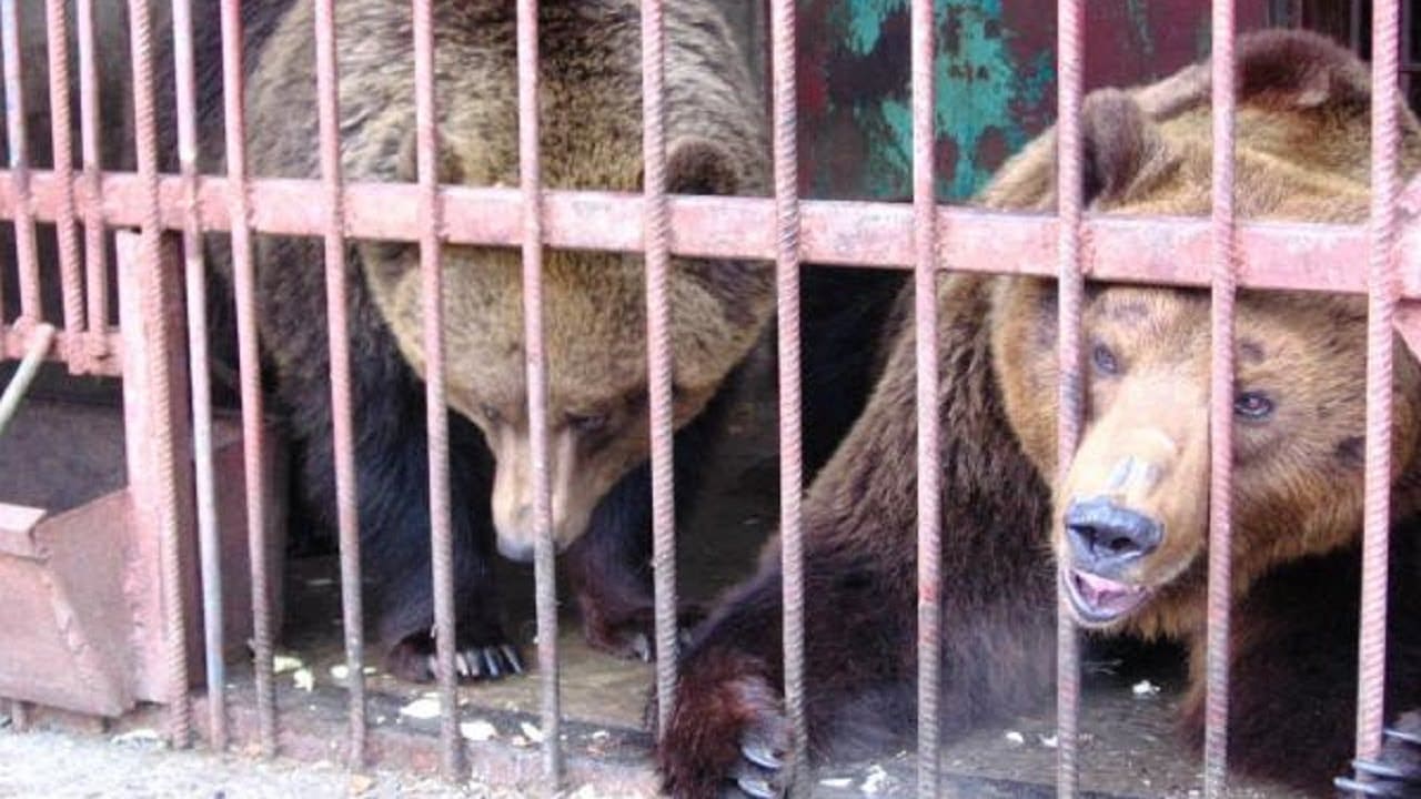 Содержание животных в «Живом уголке» Таганрога требует проверки