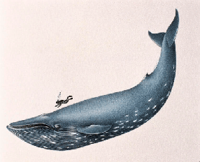 Песни китов