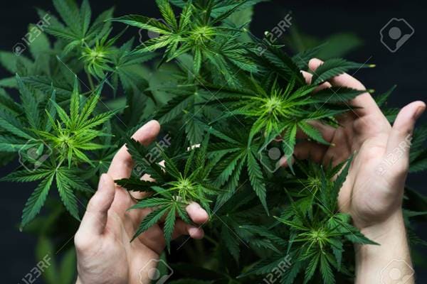 Легально ли выращивать коноплю аромат марихуаны