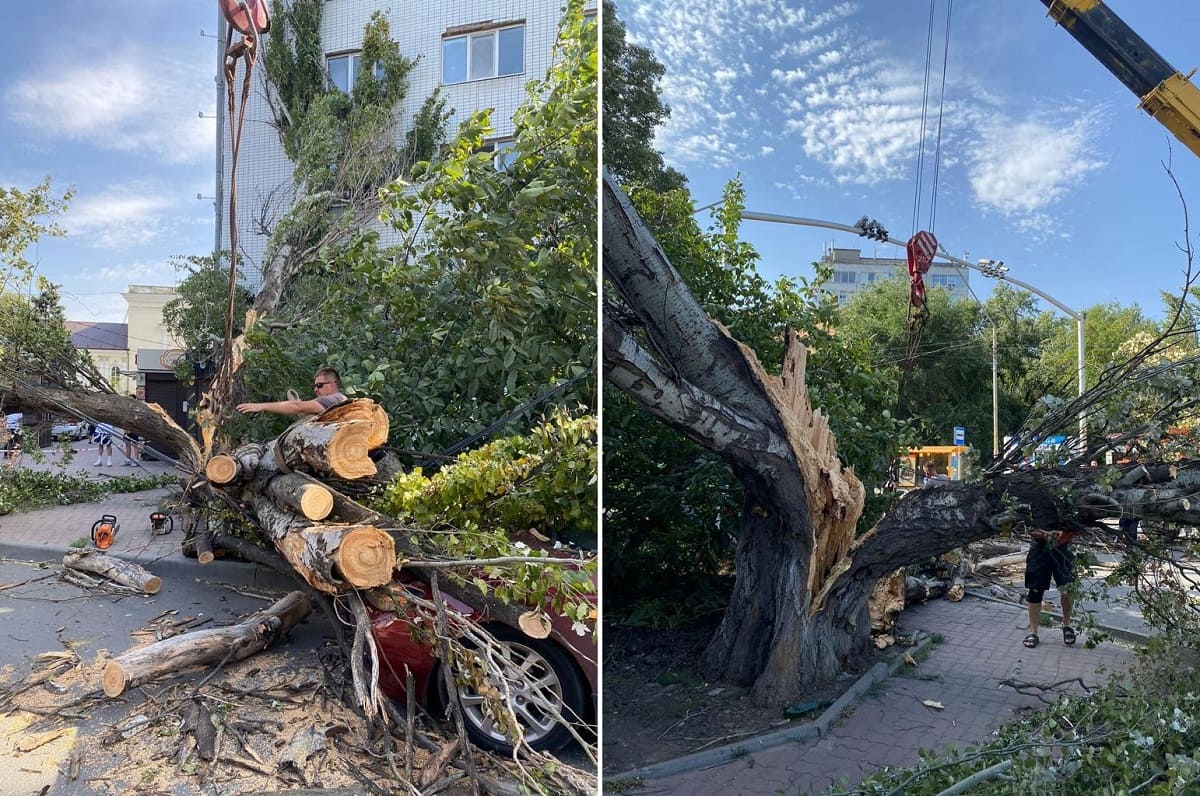 Пилить упавшие деревья. Упавшее дерево. В Ростове упало дерево. Огромное упавшее дерево.