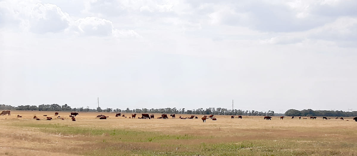 Чужие буренки, годовалые бычки и телята почти круглый год пасутся без спроса на фермерских пастбищах, заходят на их поля.