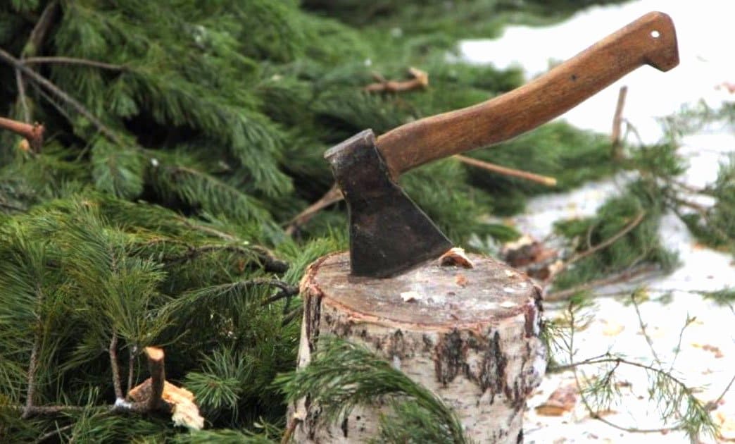 В Курской области перед новогодними праздниками незаконно срубили восемь сосен