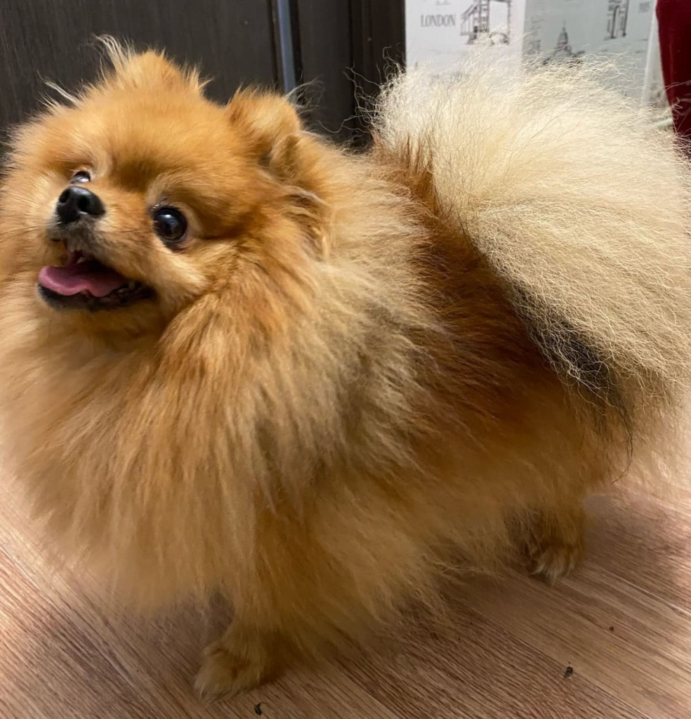 Наталья НАТХИНА: «Наш младший комочек счастья – Флэш, он же Буцефал, он же Буся. Неугомонный, энергичный, любопытный, красавчик и милаха. Вся семья воюет за время с ним. Любим безумно».