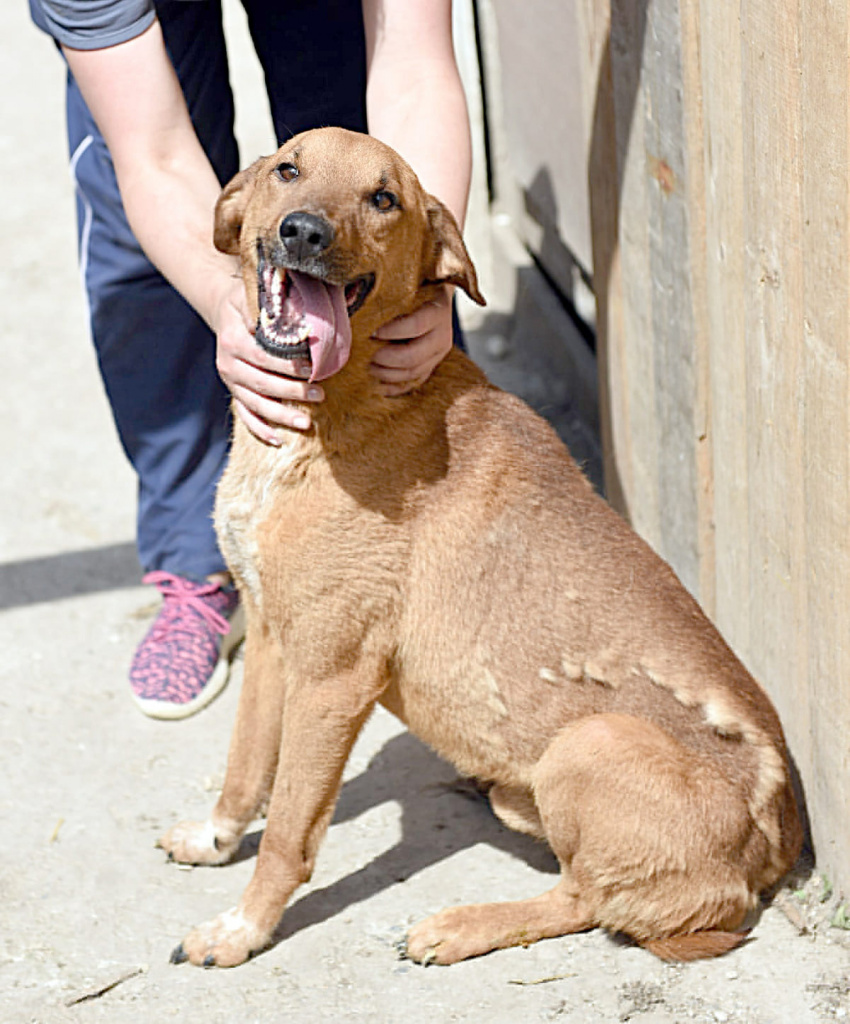 ВЕНЯ. Контактный и добрый парень. К кошкам относится терпимо, умеет ходить на поводке, неприхотлив, скромен и непривередлив. Будет настоящим преданным другом для вас.