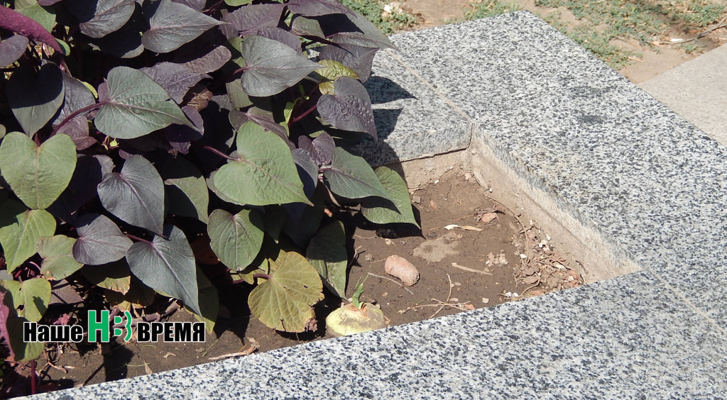 Все мы выросли на грядках. Очень мы бедны. Оттого у нас в заплатках Куртки и штаны.jpg