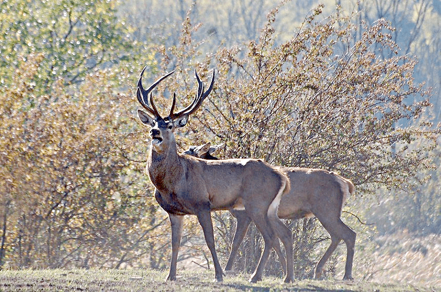 Александровский лес