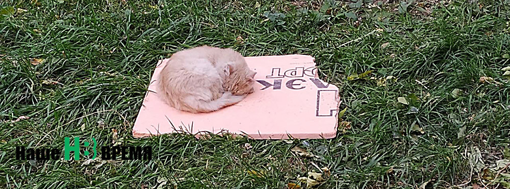 Добрый утеплитель и кошке приятен.jpg Добрый утеплитель и кошке приятен.jpg
