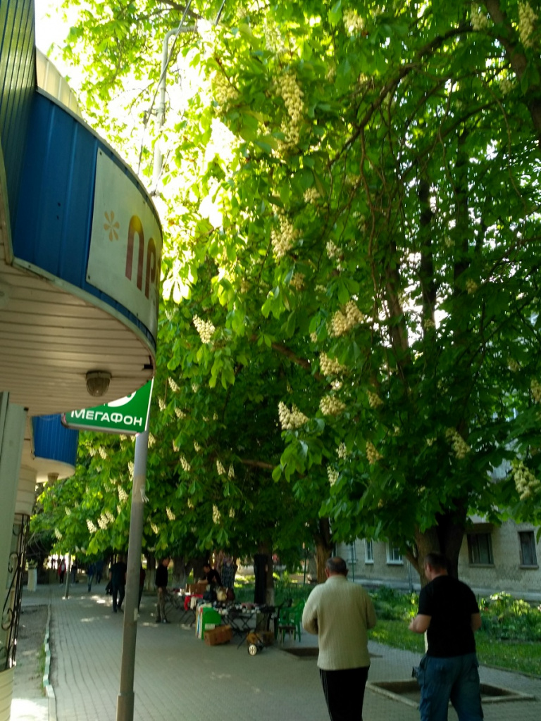 Каштановая аллея Авиагородка сегодня. Цветут каштаны...