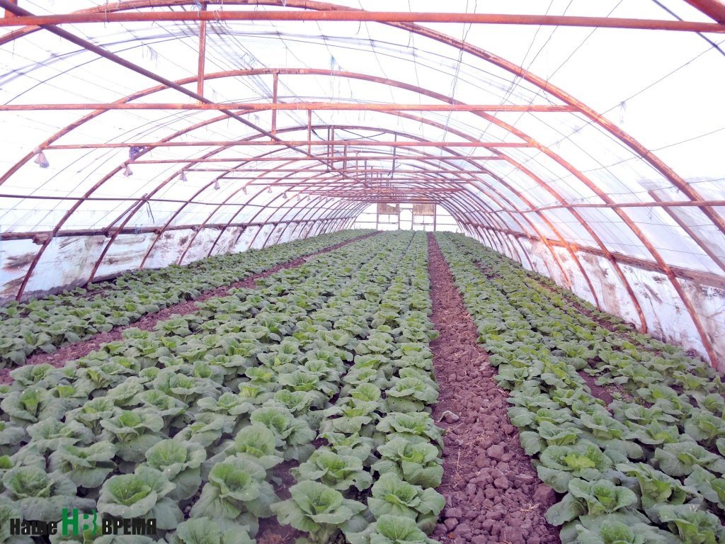 На главной донской овощной плантации – в Багаевском районе – немало тех, кто научился получать высокие урожаи. Однако фермер Евгений Пак выделяется даже на их фоне