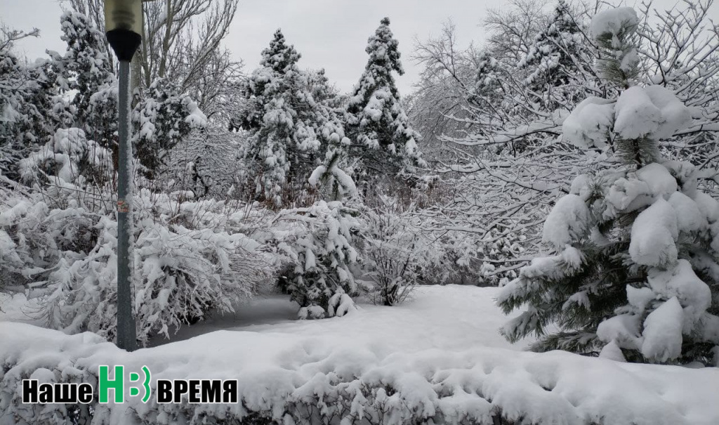 Пробирается медведь сквозь лесной волежник.jpg