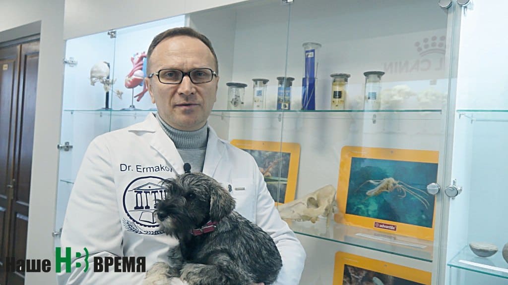 Стандарт «pet-friendly офис» – «офис, дружелюбный по отношению к домашним питомцам», внедренный в вузе, – идея Алексея ЕРМАКОВА.