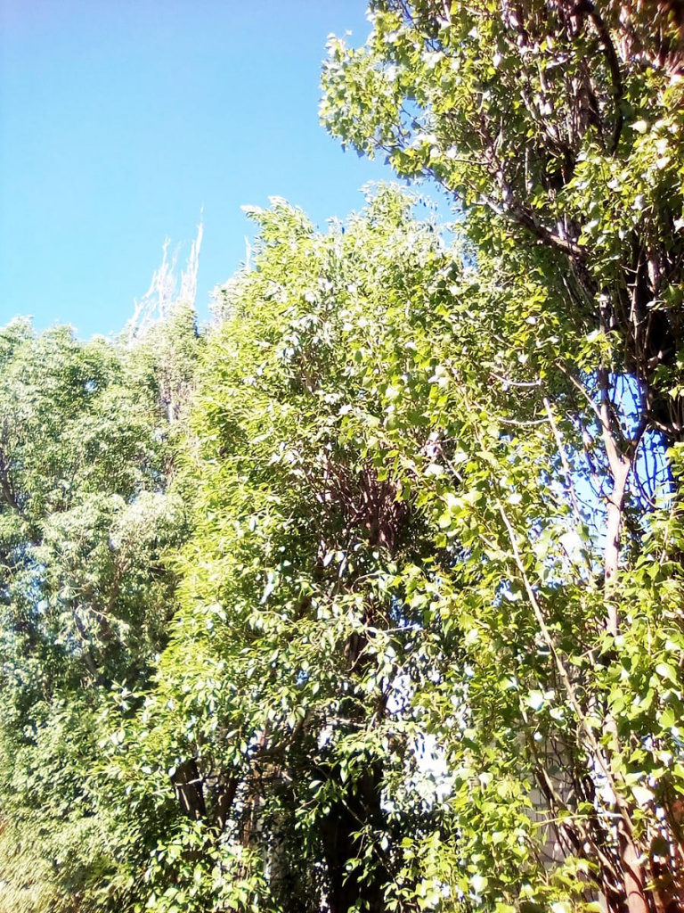 Елена ДАВЫДОВА, г. Донецк: «Такая красота за окном школьной библиотеки. Вдохновляет!».