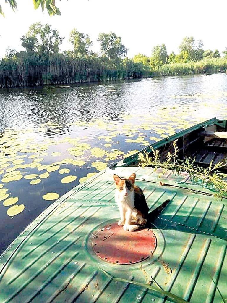 Оксана ГАРКУШИНА: «Лето – время открывать малые реки. Тоже красота! Милый котейка-матрос ждет команды к речной прогулке в тени тихой заводи» (река Ольховая, хутор Миргородский, Кашарский район).