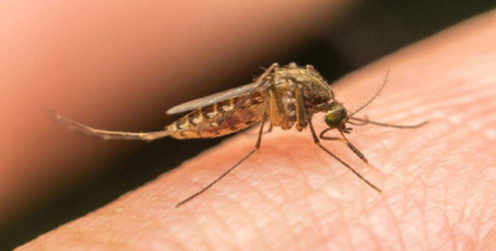 Всемирный-день-комара.jpg