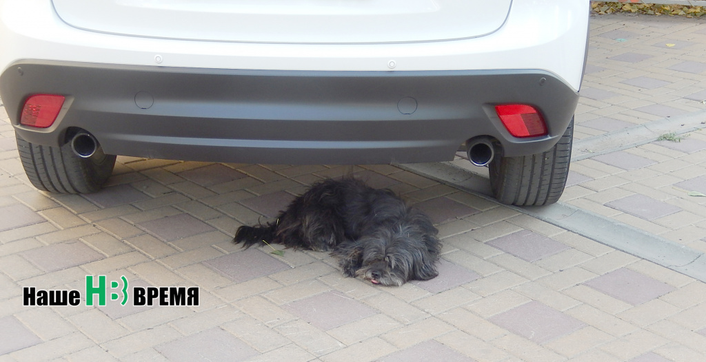 Ох, рано встает охрана....jpg