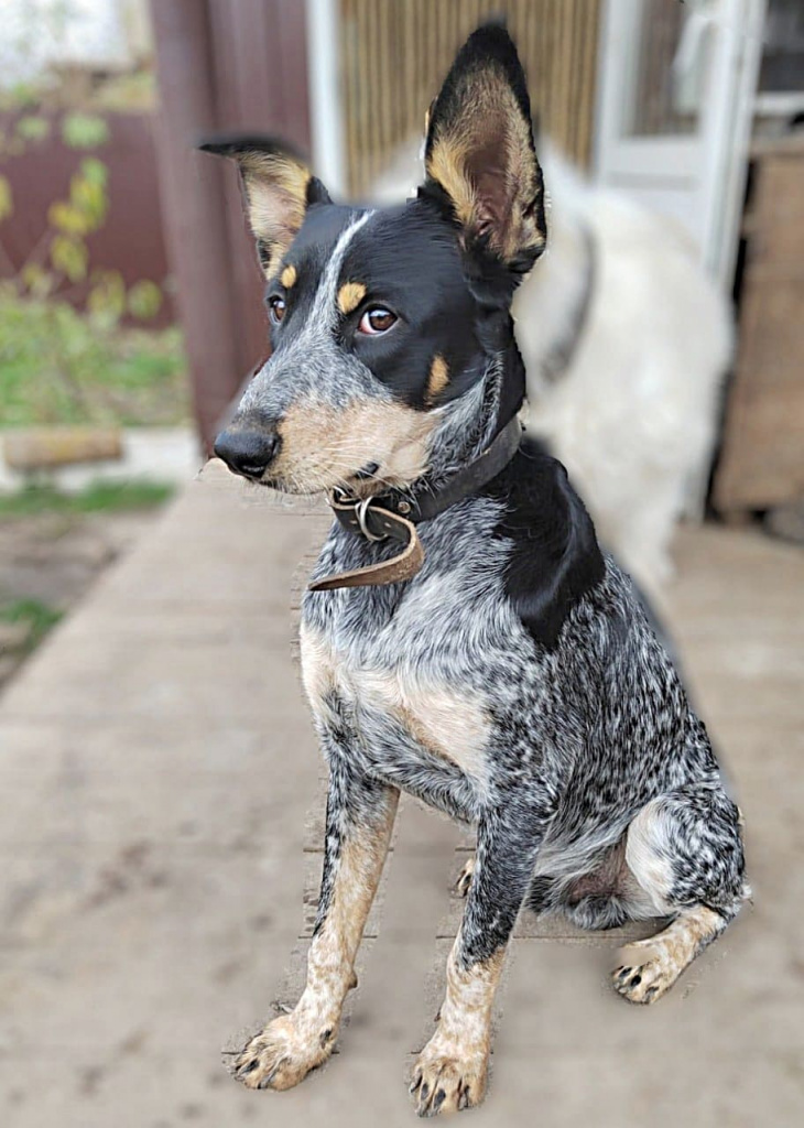 РОНИ. Весёлый и жизнерадостный, игривый, компанейский малыш. Хорошо ладит с людьми, другими собаками и кошками. Вырастет в статного и крупного красавца, в нем прослеживается что-то от курцхаара.