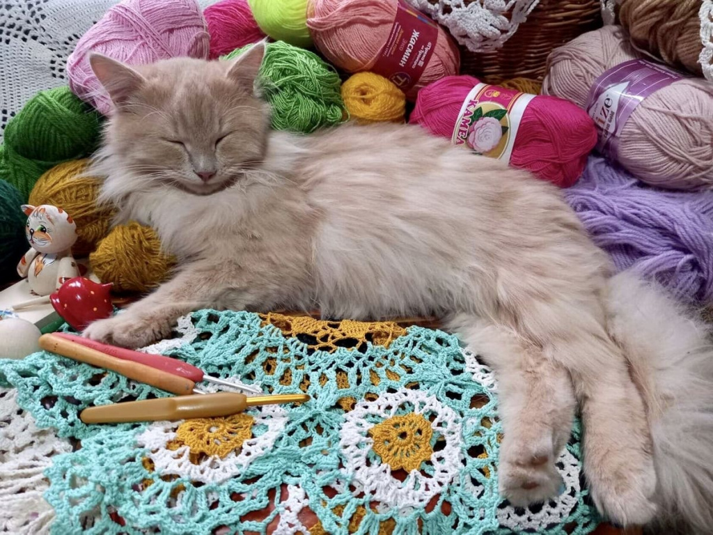 Оксана ГАРКУШИНА: «Пушистик — настоящий помощник. Вдохновляет на творчество и очень мило спит».