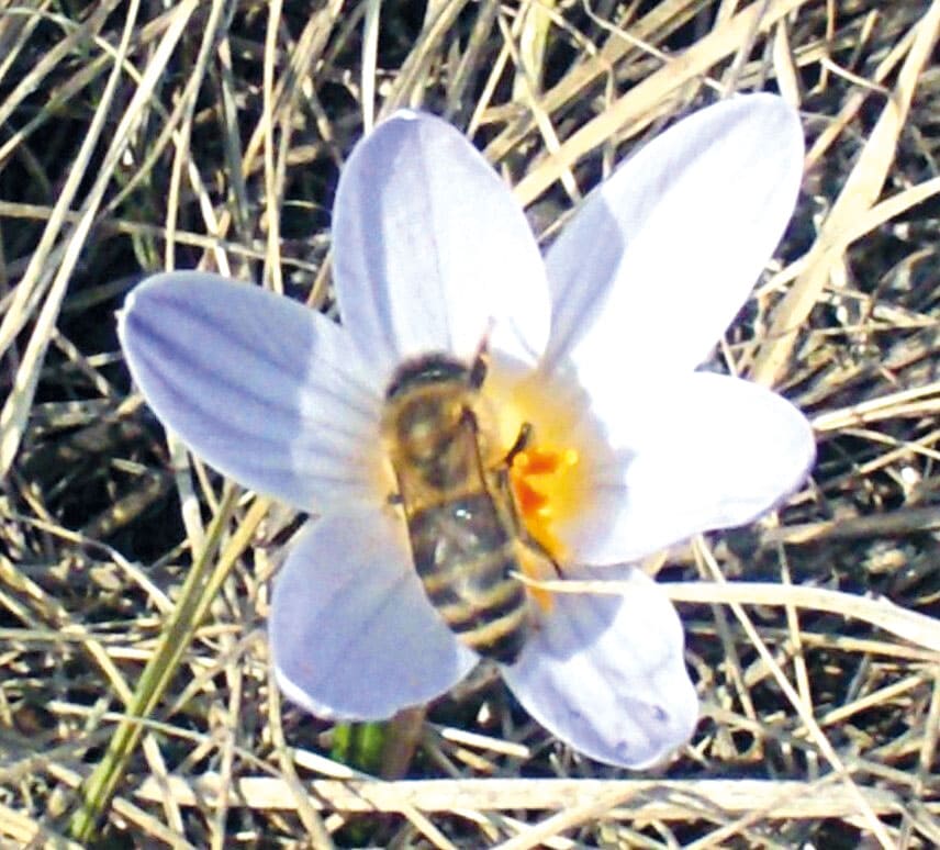 Весна пришла! Подснежник и пчела попали в объектив камеры Максима СОЛОМАЩУКА у хутора Скелянского Куйбышевского района.