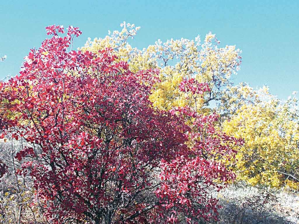 Максим СОЛОМАЩУК: «Осень в селе Куйбышево Куйбышевского района Ростовской области. Разнообразие красок радует глаз!»