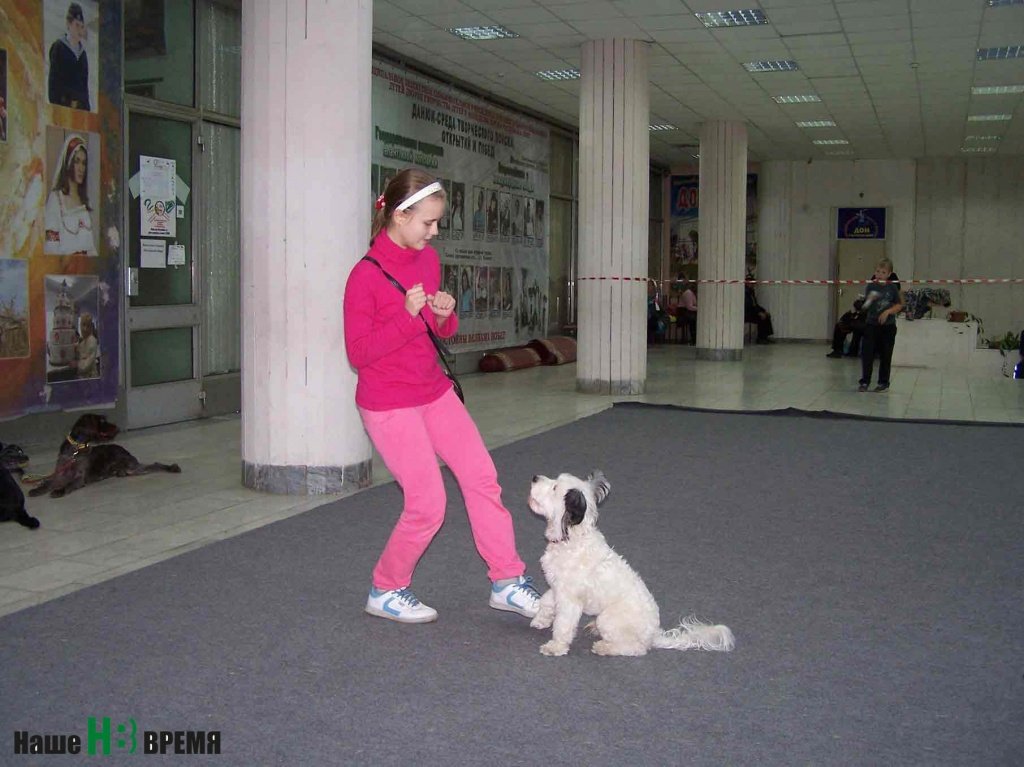 На занятии у «Юных кинологов».