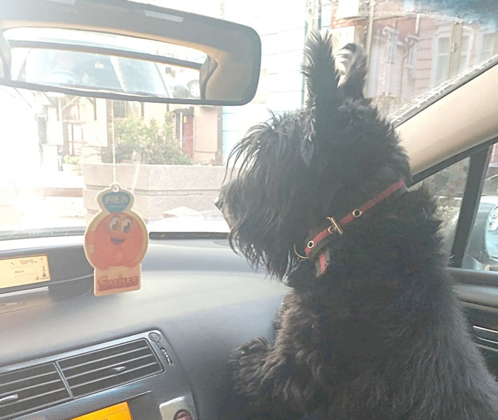 Кирилл МОНИД: «Это – Виля. Самый любопытный и умный пес. Ему всегда нужно контролировать ситуацию. Разгоняет пробки и не дает нарушать».