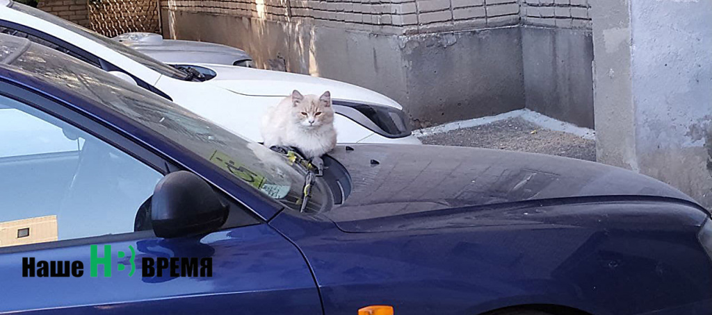 Поедем хозяин кататься.jpg Поедем хозяин кататься.jpg