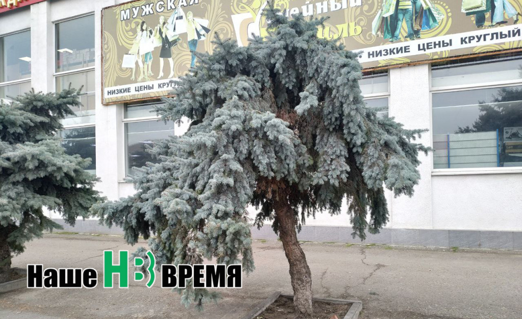 Плакучая НЕива. Плакучая НЕива.jpg