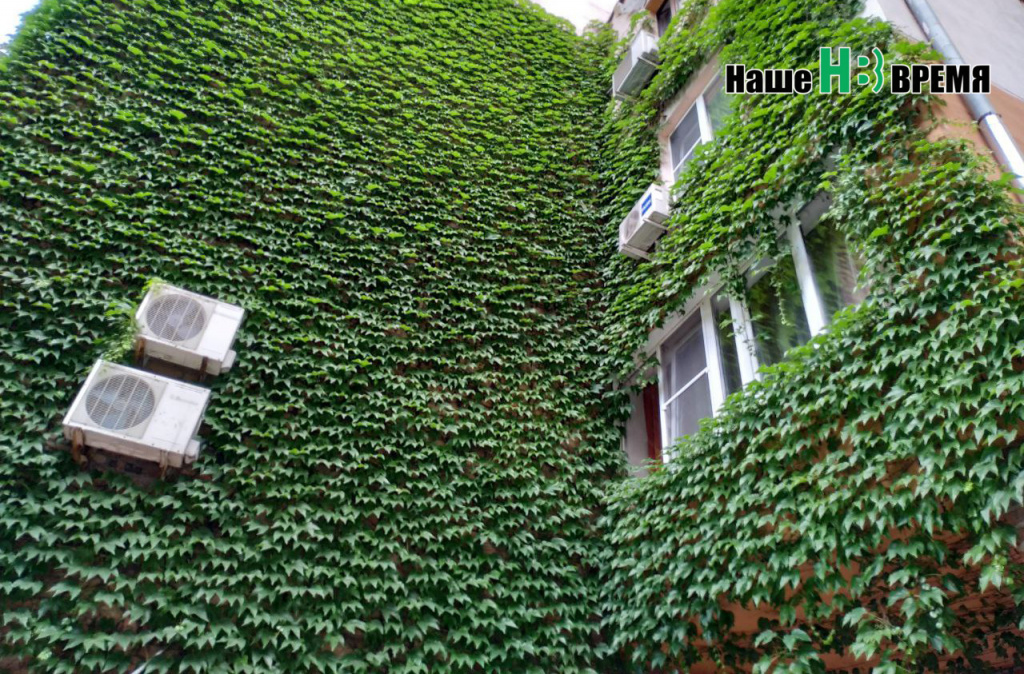 Зеленая жизнь - 2.jpg