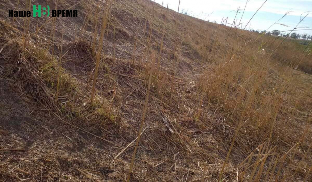 Овечки в авторитете