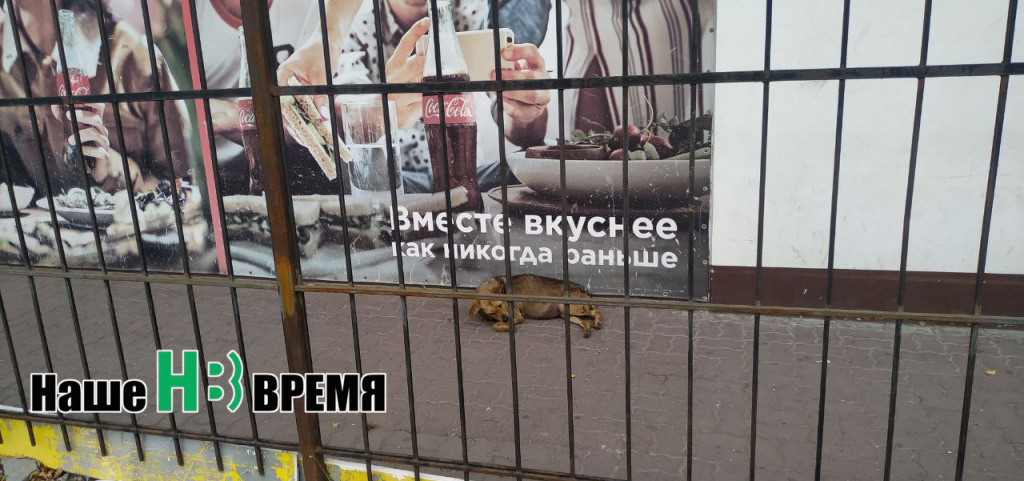 Бобик сдох от колы.jpg