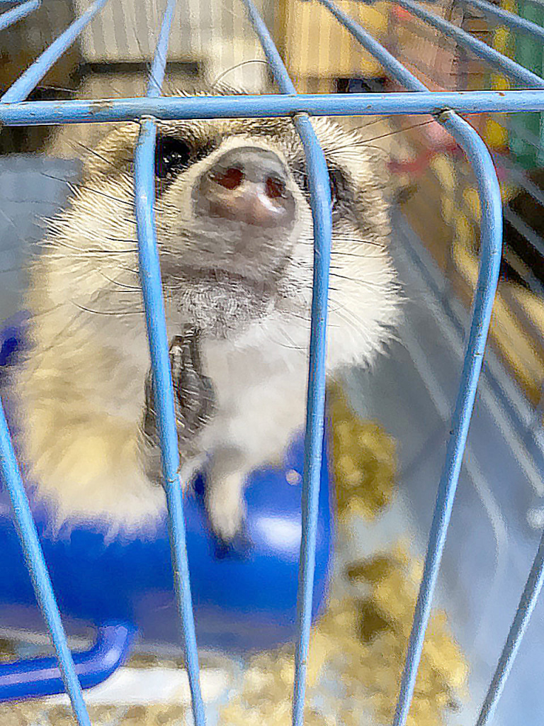 Наталья ЯЦЕНКО: «Привет читателям «НВ» от нашего суриката. Ждем всех в гости в наш Дом енотов».