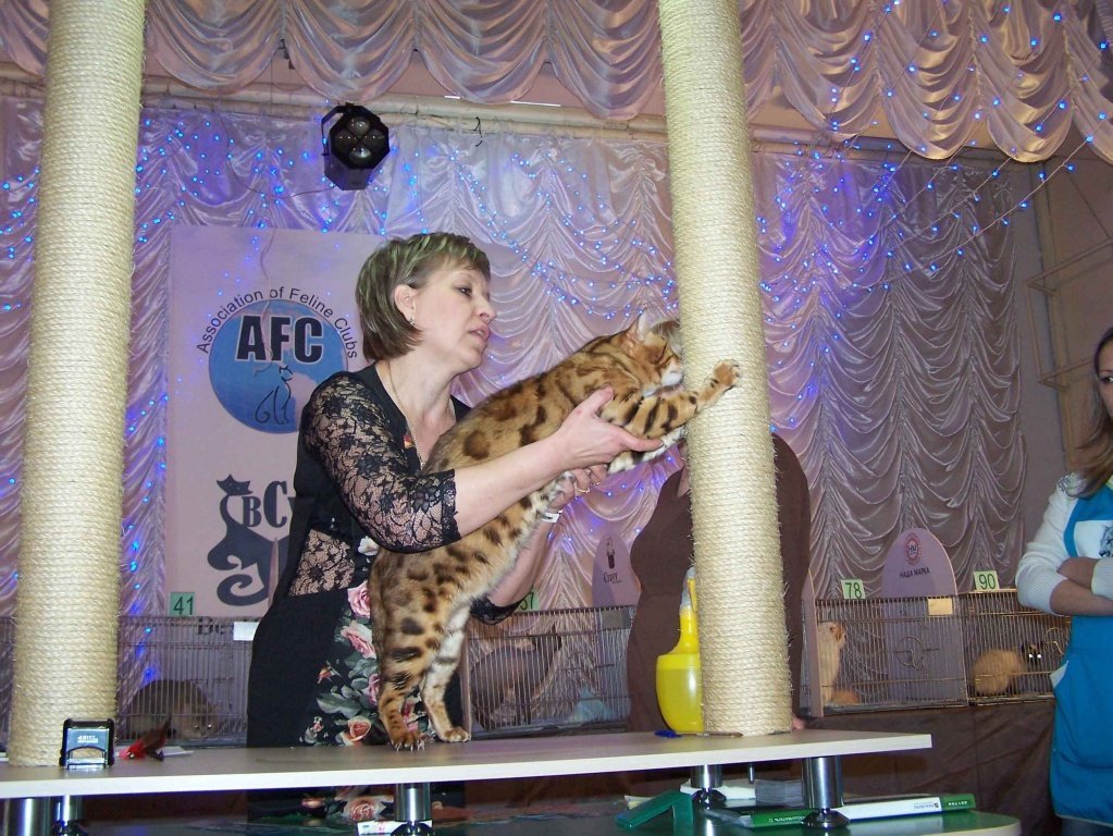 коты-019.jpg