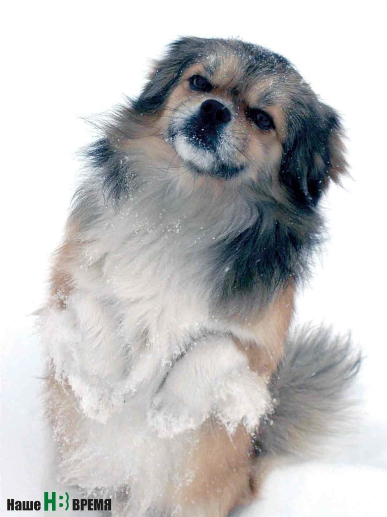 Кузя живет у Бастрыковых уже почти 8 лет.