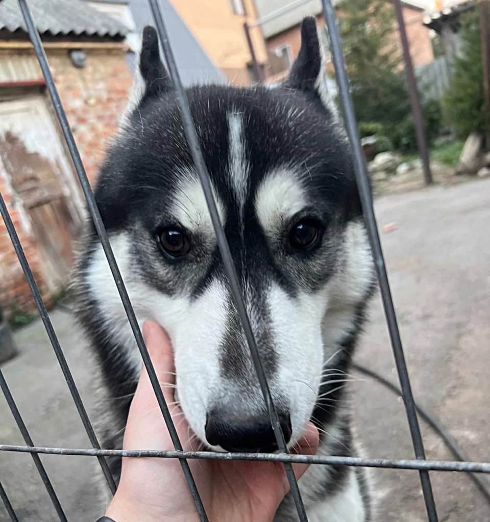 Кирилл ТРУБИЛИН: «Таким вырос Байкал. Сильный, любопытный, смелый, выносливый. Ждет снежную зиму больше всех нас. Это его любимое время года».