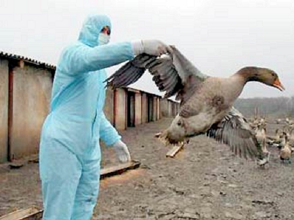 Птичий грипп главная.jpg