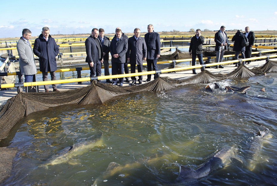 Органик фудс.jpg