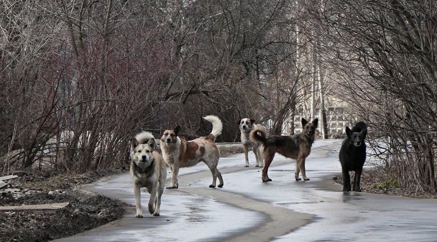 Куда донские жители могут обратиться по поводу бродячих собак 3.jpg