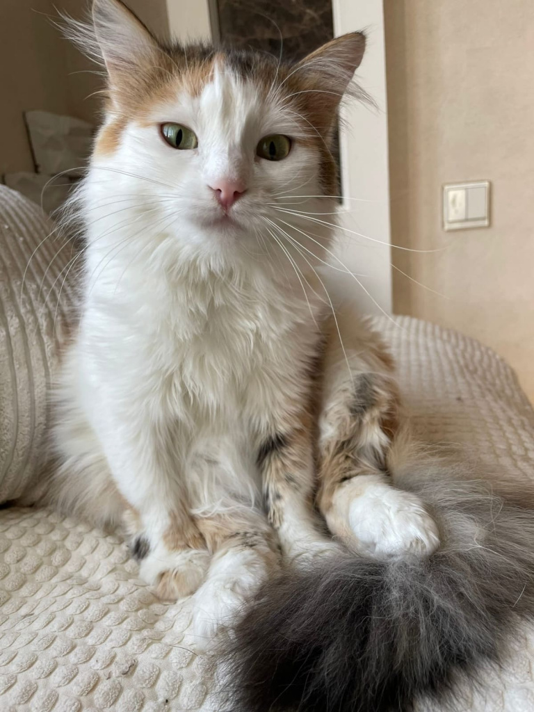 Светлана ТЕРЕНТЬЕВА: «Майя, турецкий ван, невероятно умная, выучила команды, дрессированная и умеет говорить «неа» и «ага» со знанием дела».