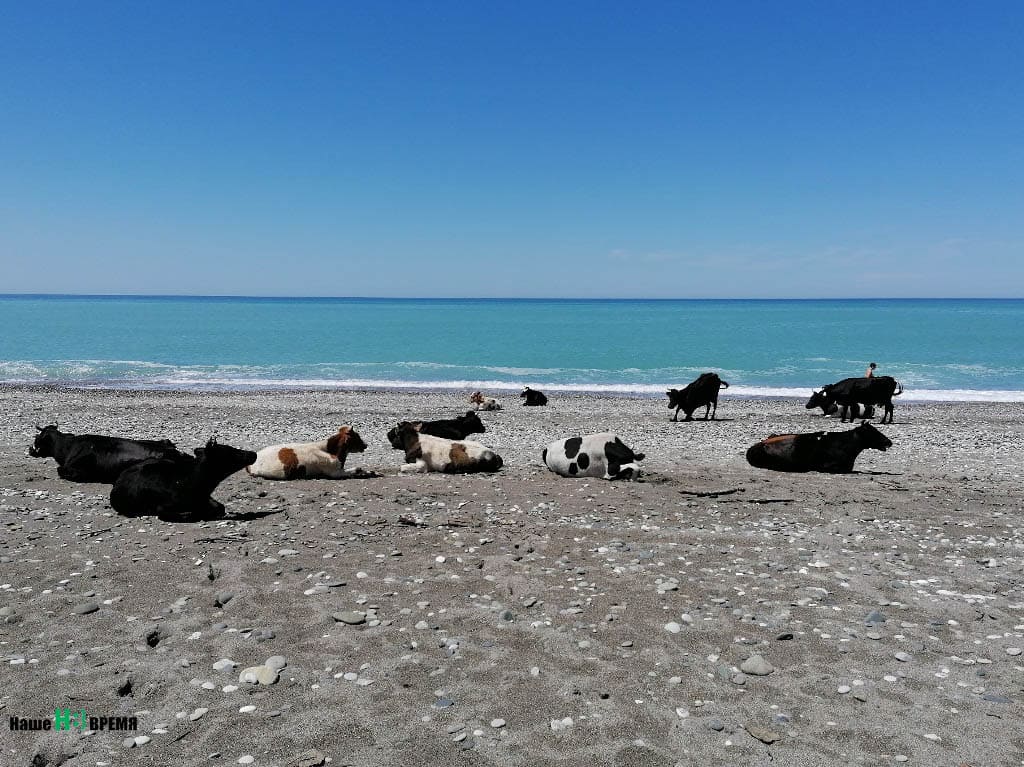 Коровы на пляже Абхазии